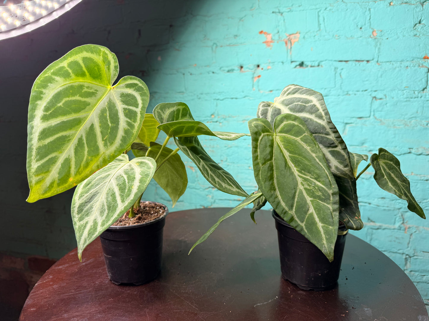 Anthurium Silver Blush Mint 4”