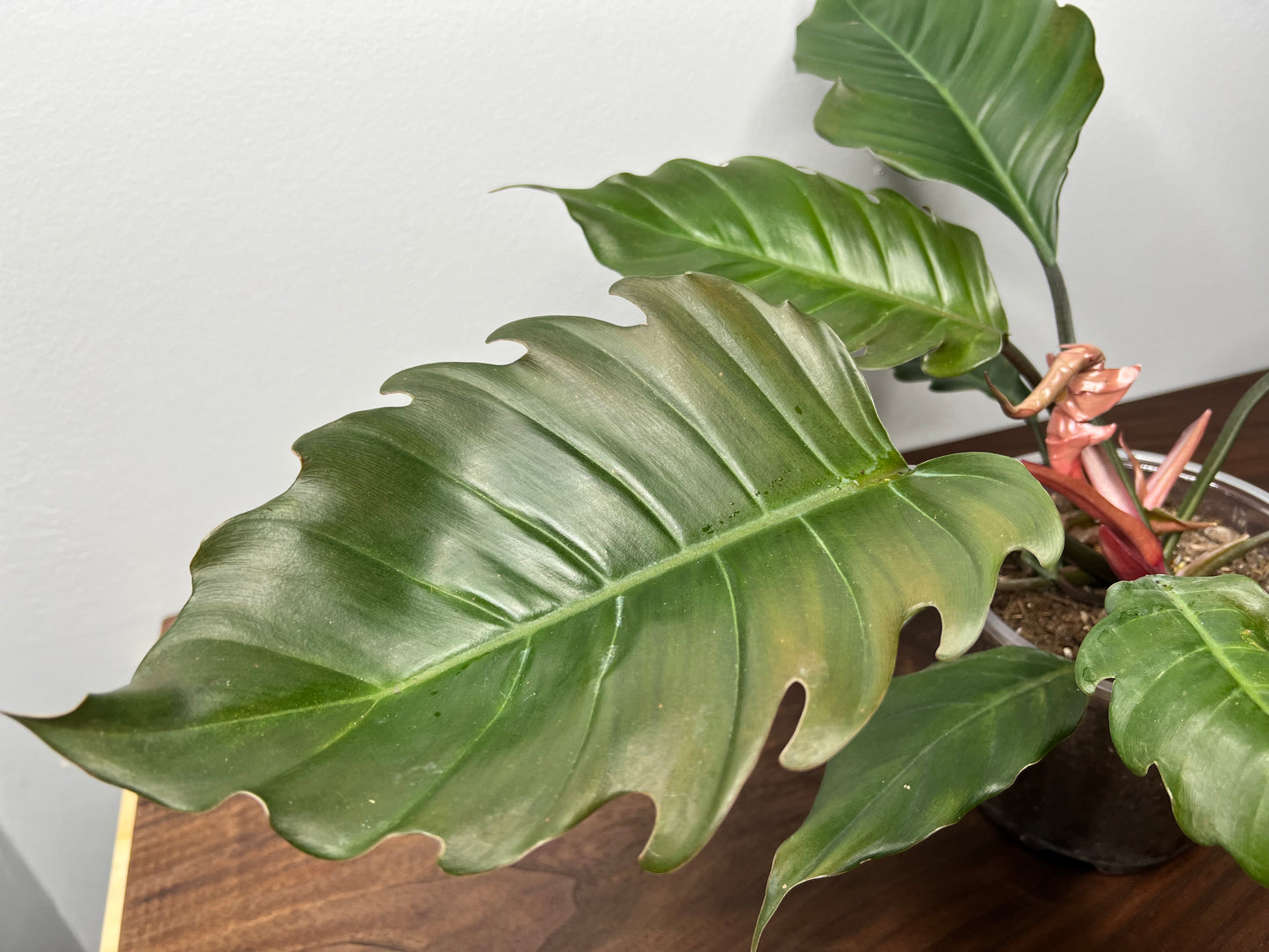 Philodendron Choco Empress