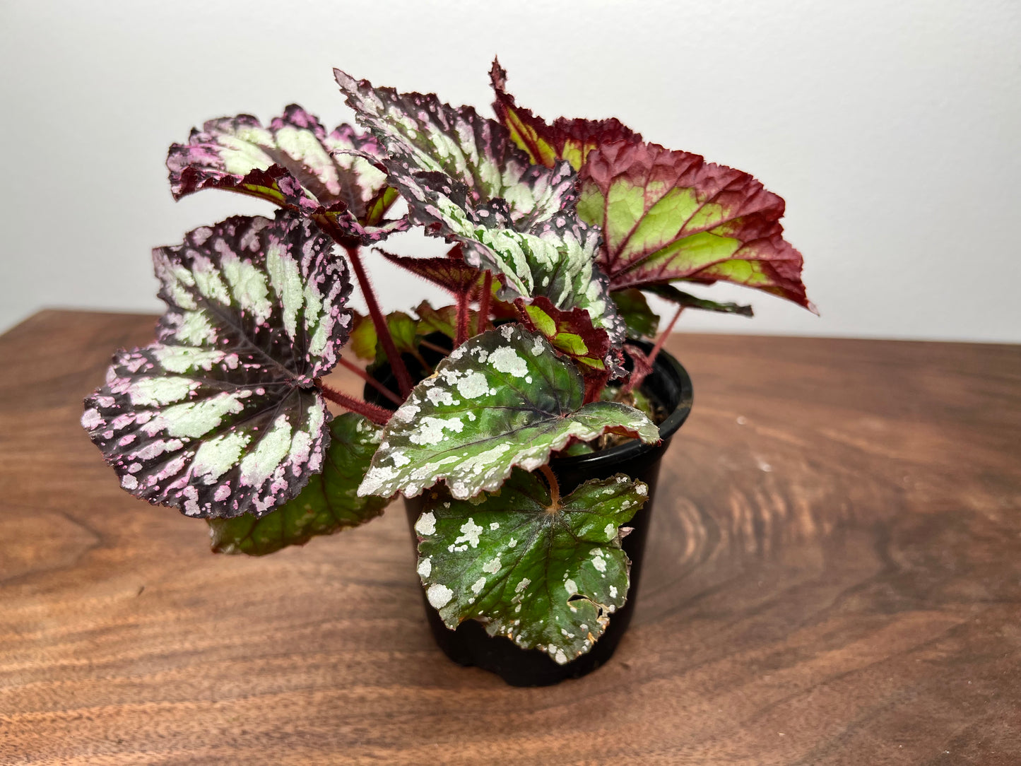 Begonia 'Fireworks'