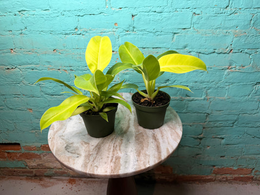 Philodendron Moonlight 4”