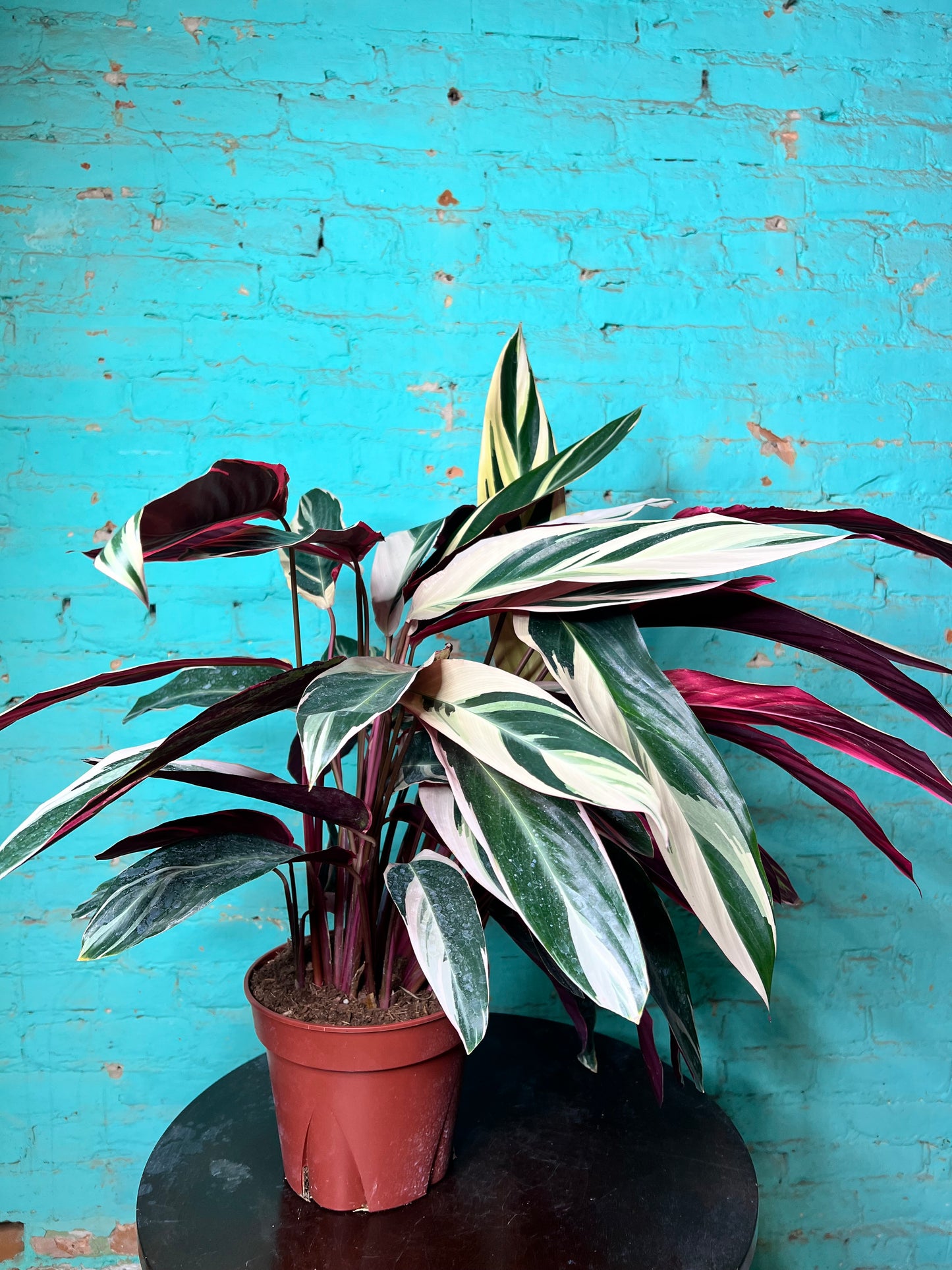 Stromanthe-Triostar 8”