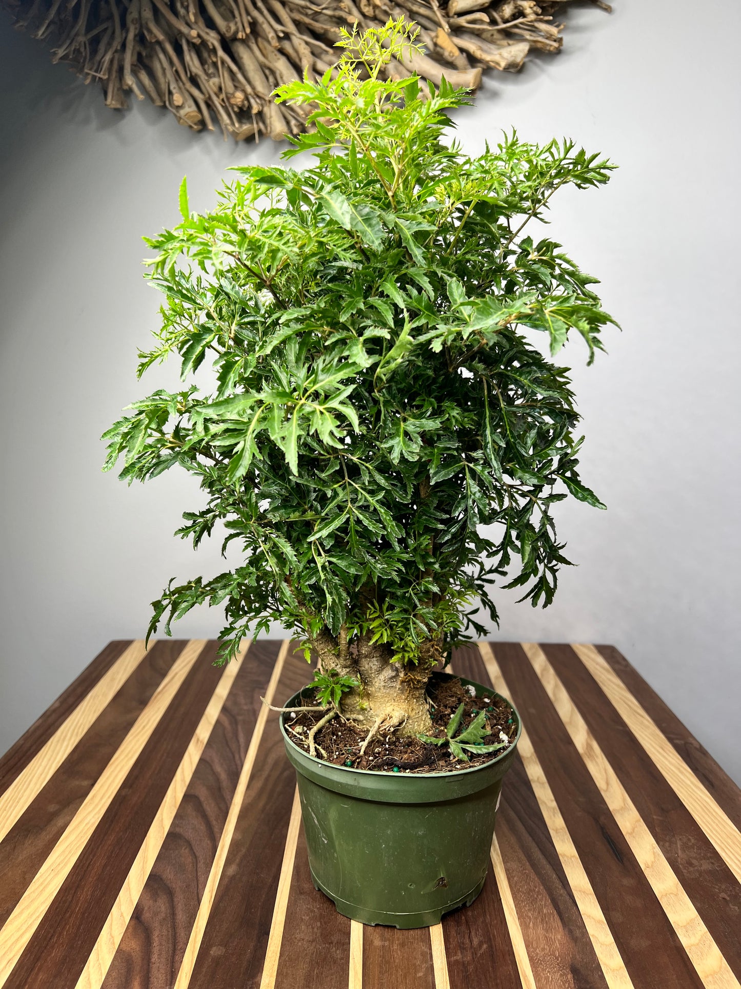 Ming Aralia 6”