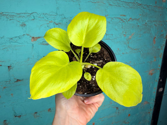 Philodendron Warszewiczii 4” ‘Snowflake Leaf’