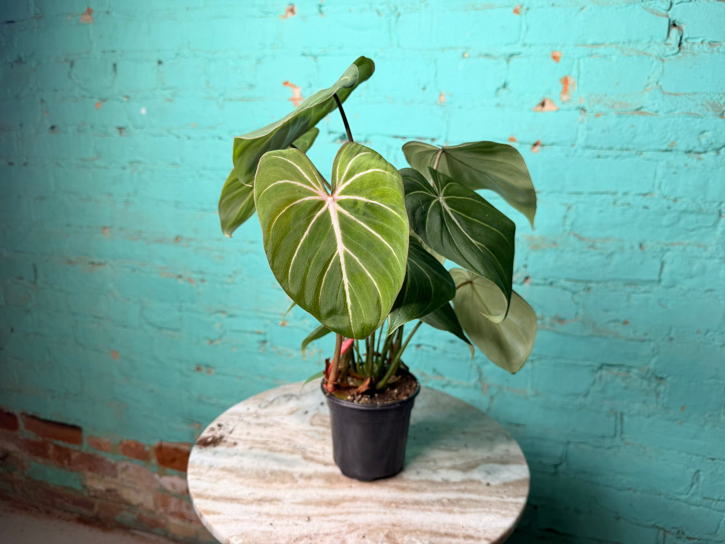 Philodendron Gloriosum 4”