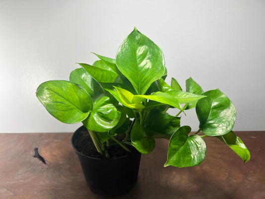 Pothos Lemon Top 6”
