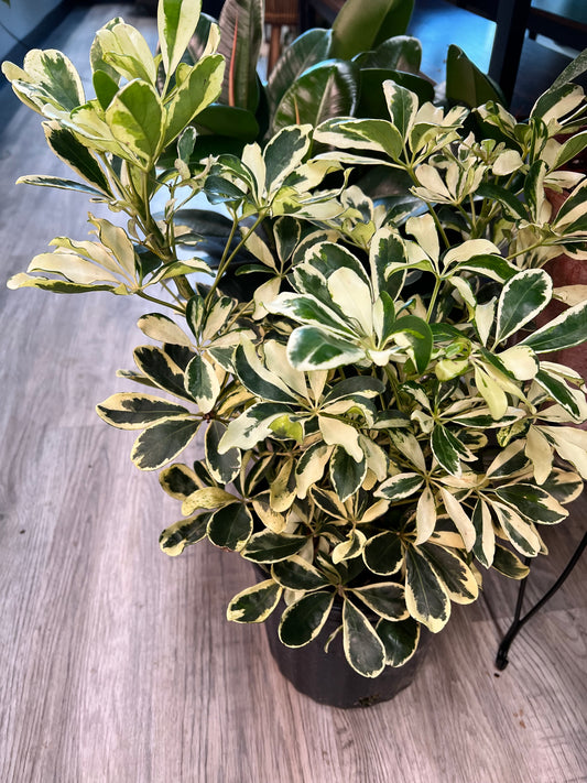 Schefflera Varagated  (Umbrella plant) 10”