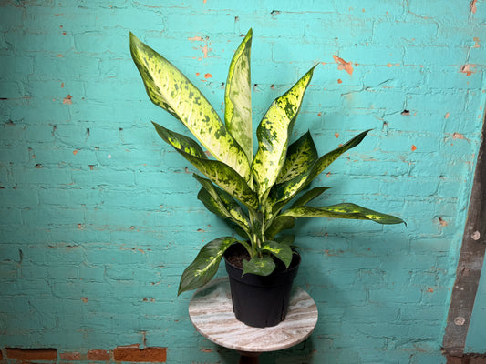 Dieffenbachia Bowmannii 8”