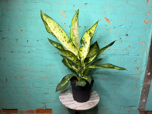 Dieffenbachia Bowmannii 8”