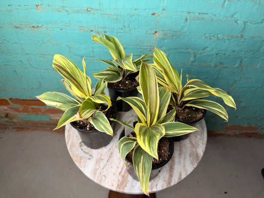 Cordyline Terminalis ‘Chocolate Queen' 4”