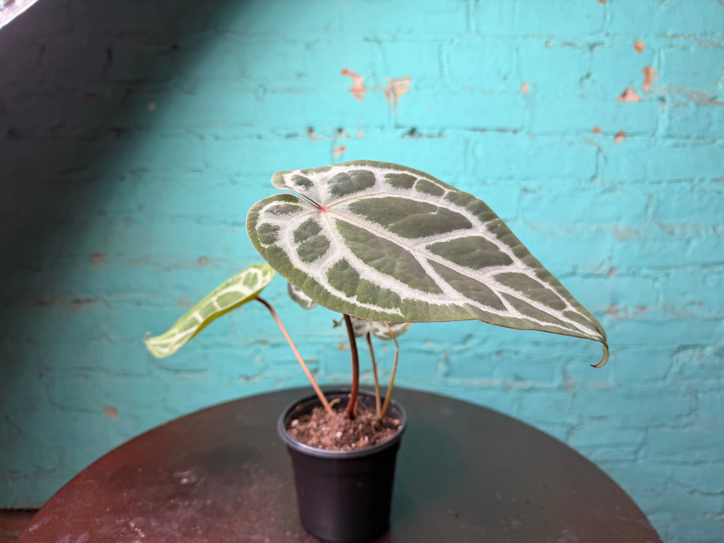 Anthurium Michelle x RVDF 4”