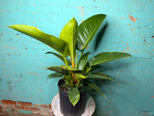Philodendron Congo Thailand 10”