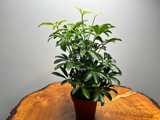 Schefflera (Umbrella plant) 4”