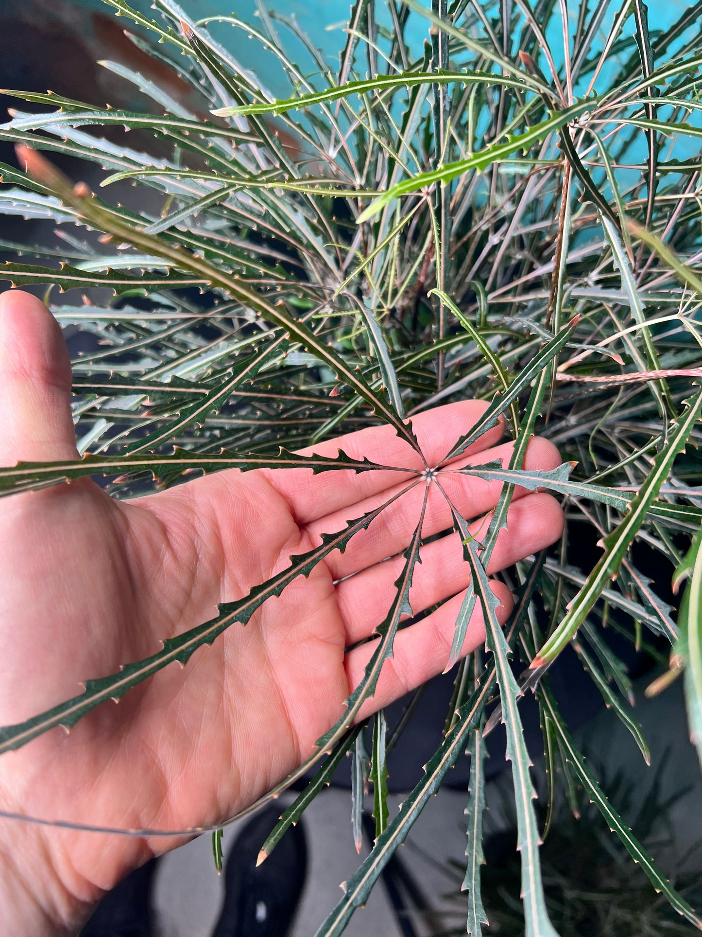Aralia Elegantissima 6”