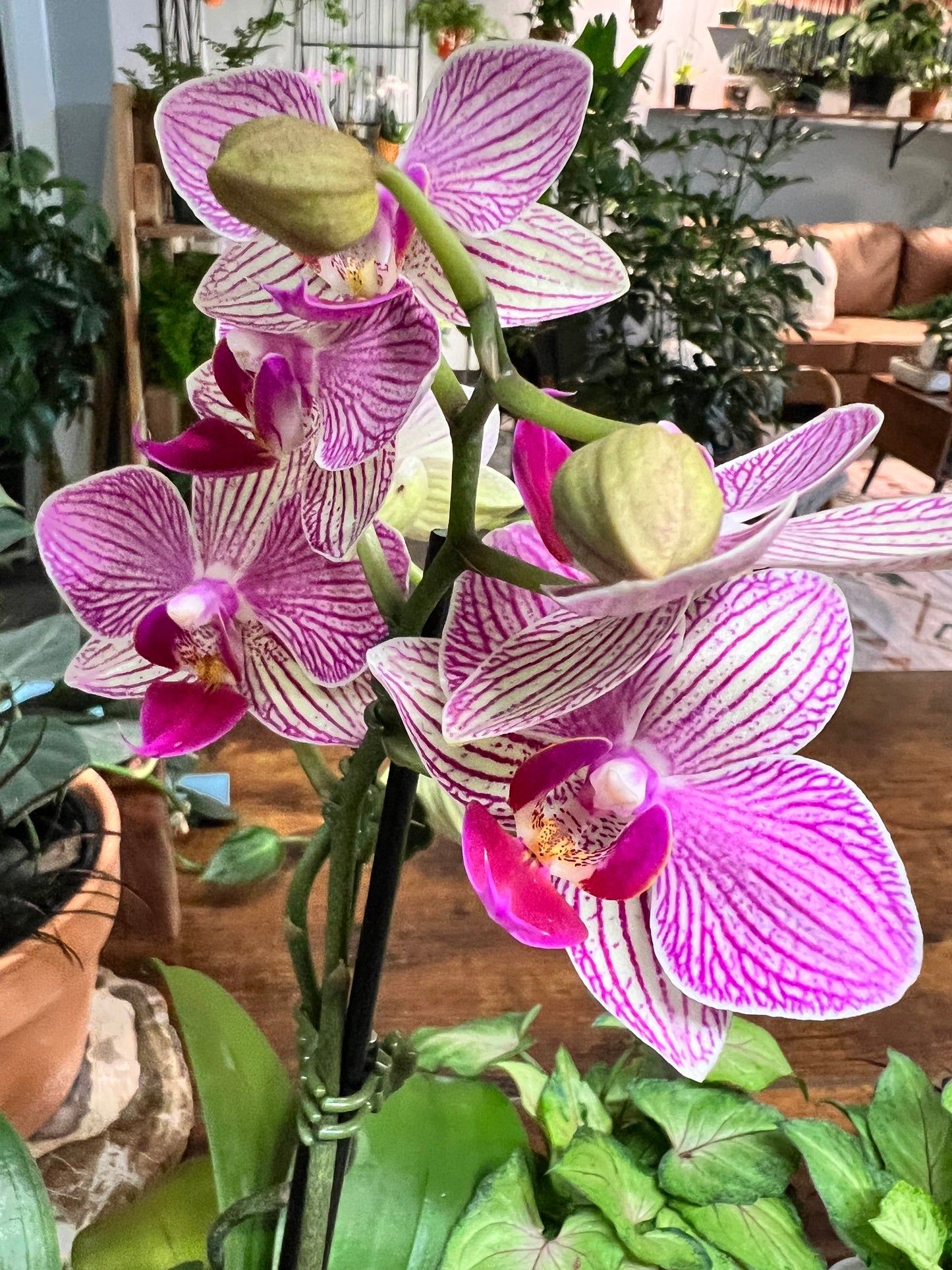 Orchid Moth Double stem (mini)