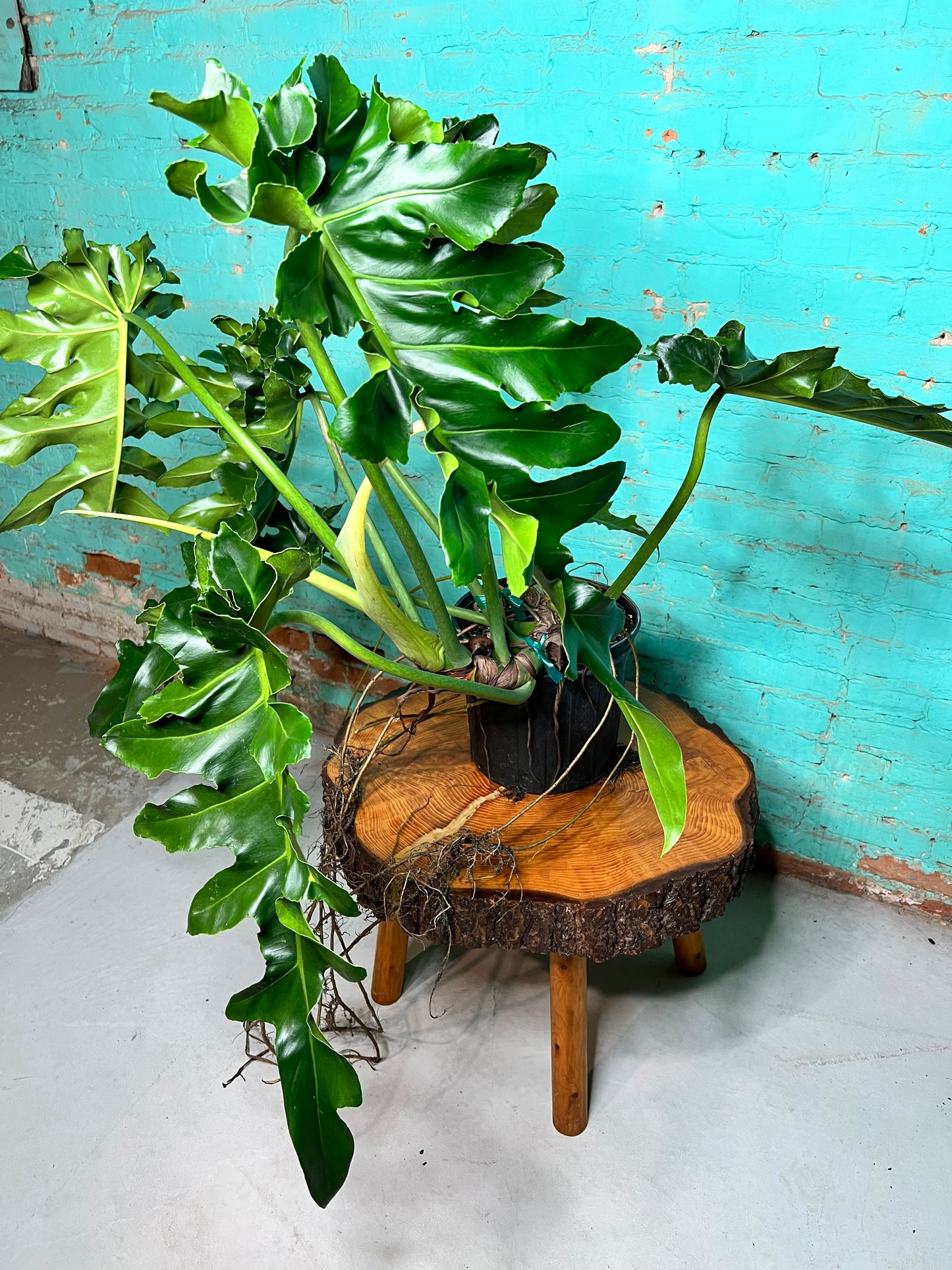 Philodendron Bob Cee 10” mature