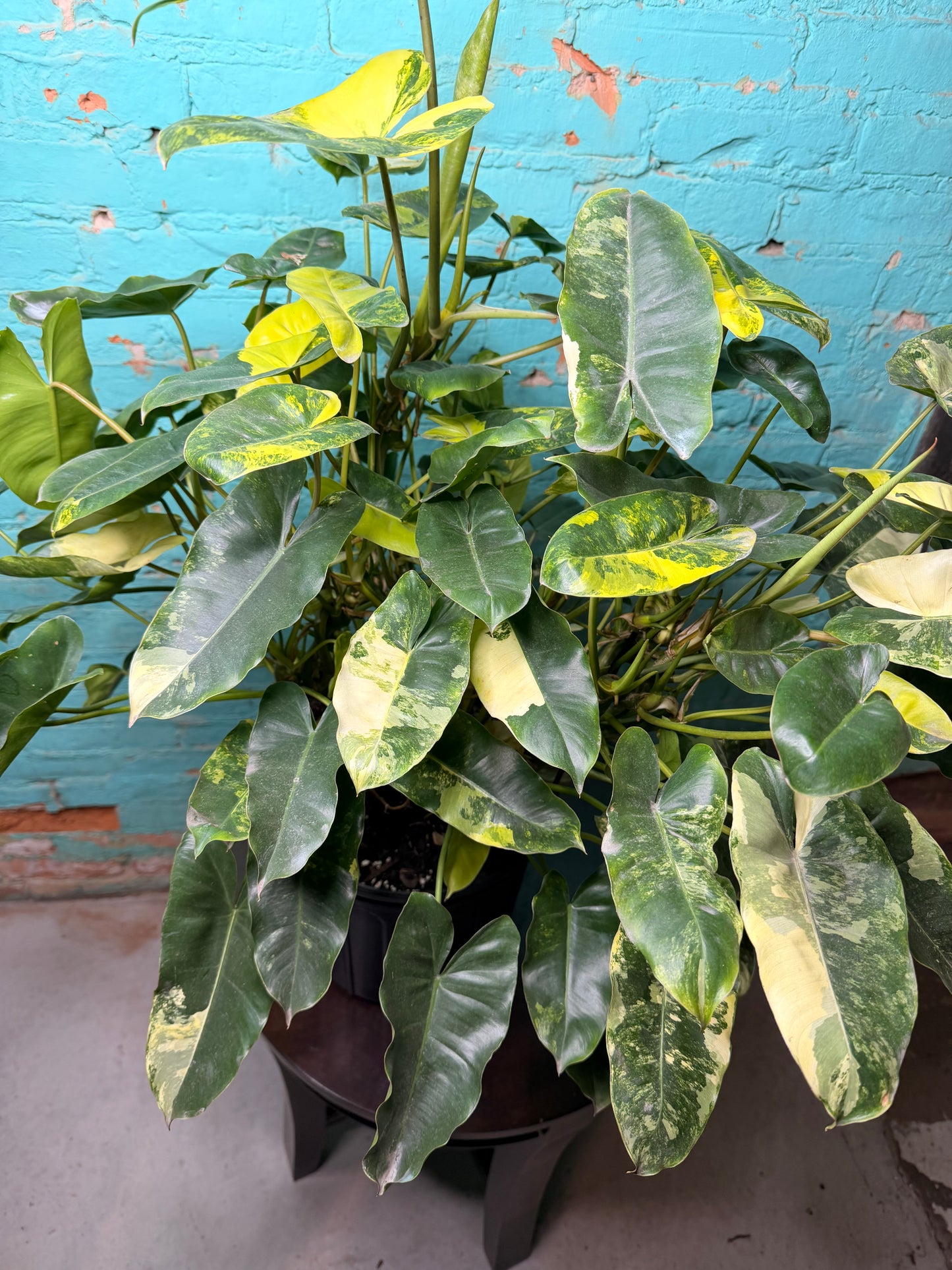 Philodendron Burle Marx Variegated 10”