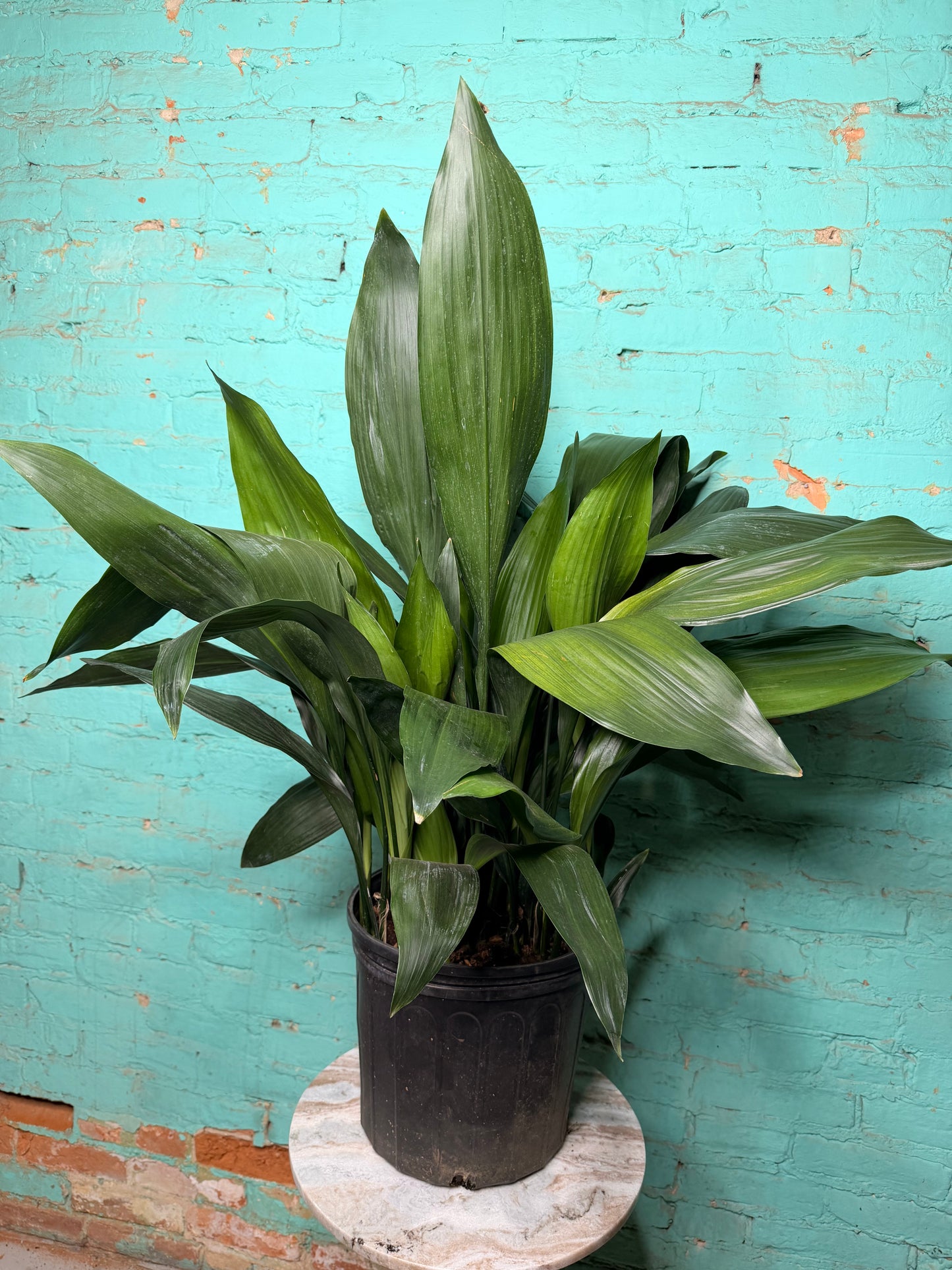 Cast Iron Plant 10”