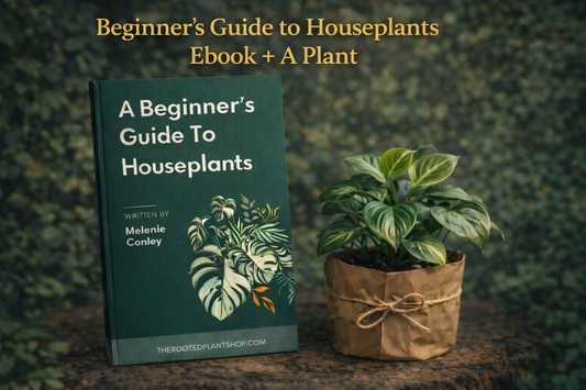 Beginner’s Guide for Houseplants  + Plant