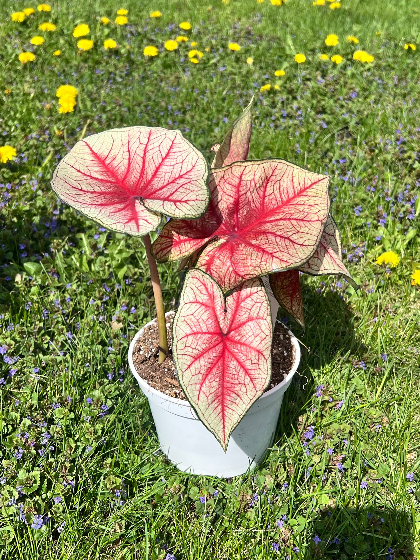 Caladiums 6” (multi bulbs)