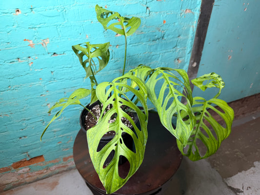 Monstera Esqueleto 10”