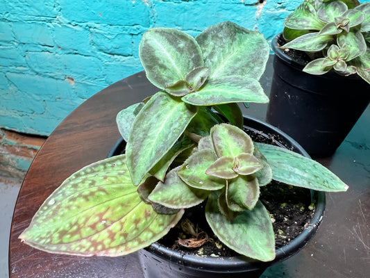 Sonerila Vietnam Sonerila cantonensis 4”