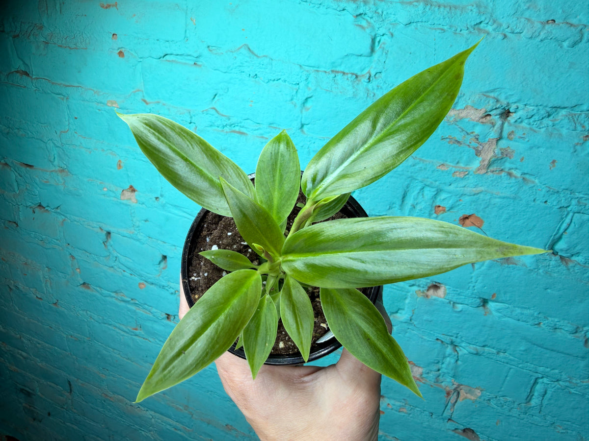 Philodendron Subhastatum 4”