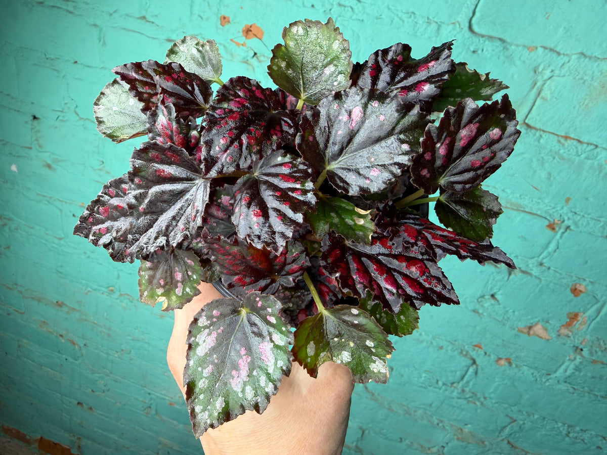 Begonia Rex  “Spirit of Madagascar ” 4”