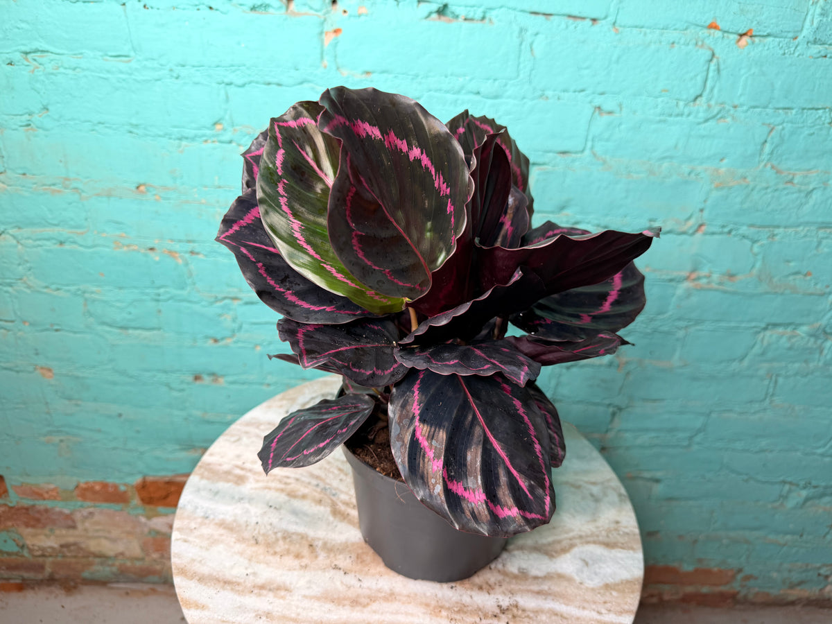 Calathea Dottie 6”