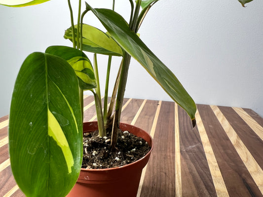 Ctenanthe Oppenheimiana- Never Never Plant