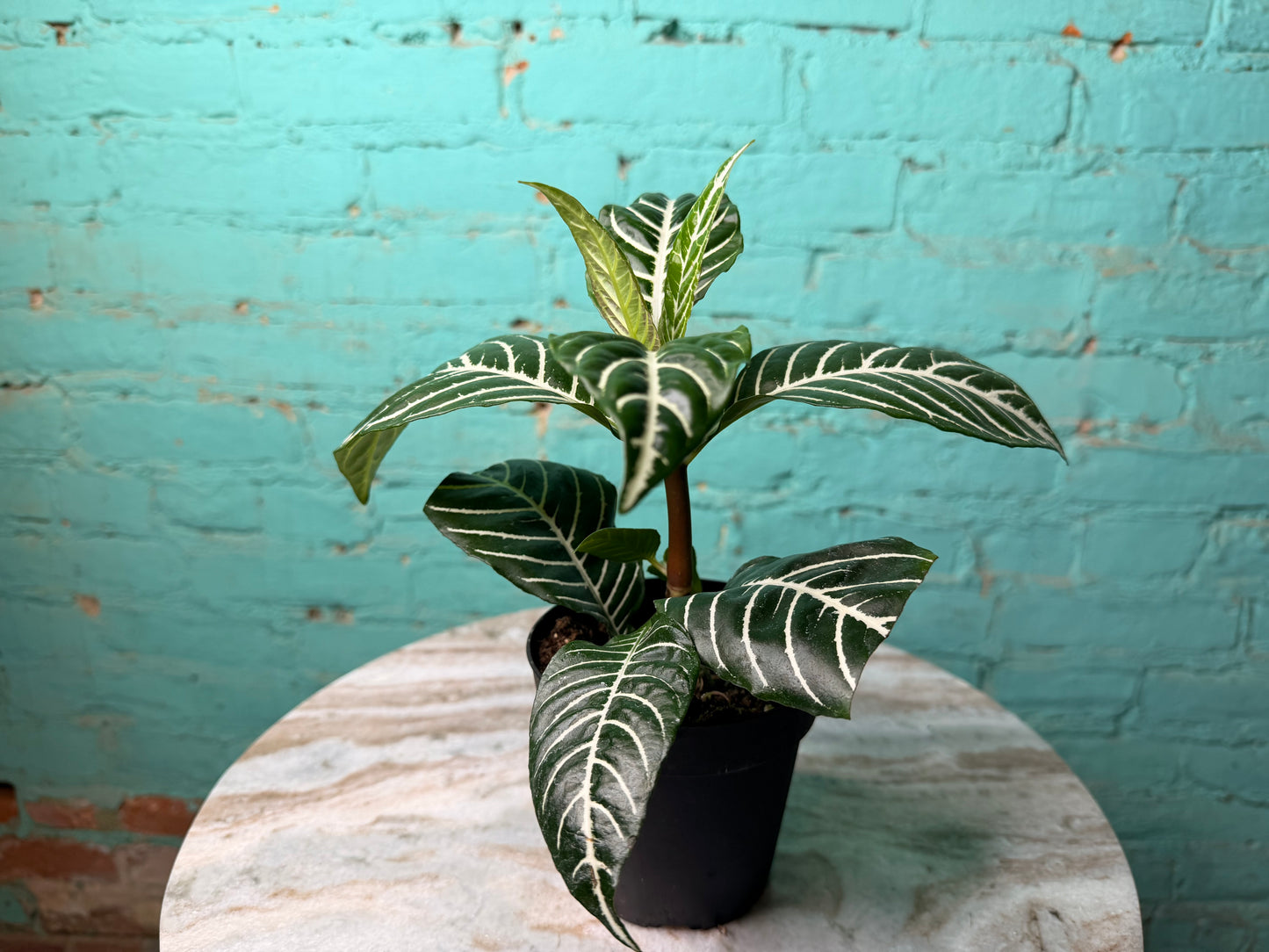 Zebra Plant 4”