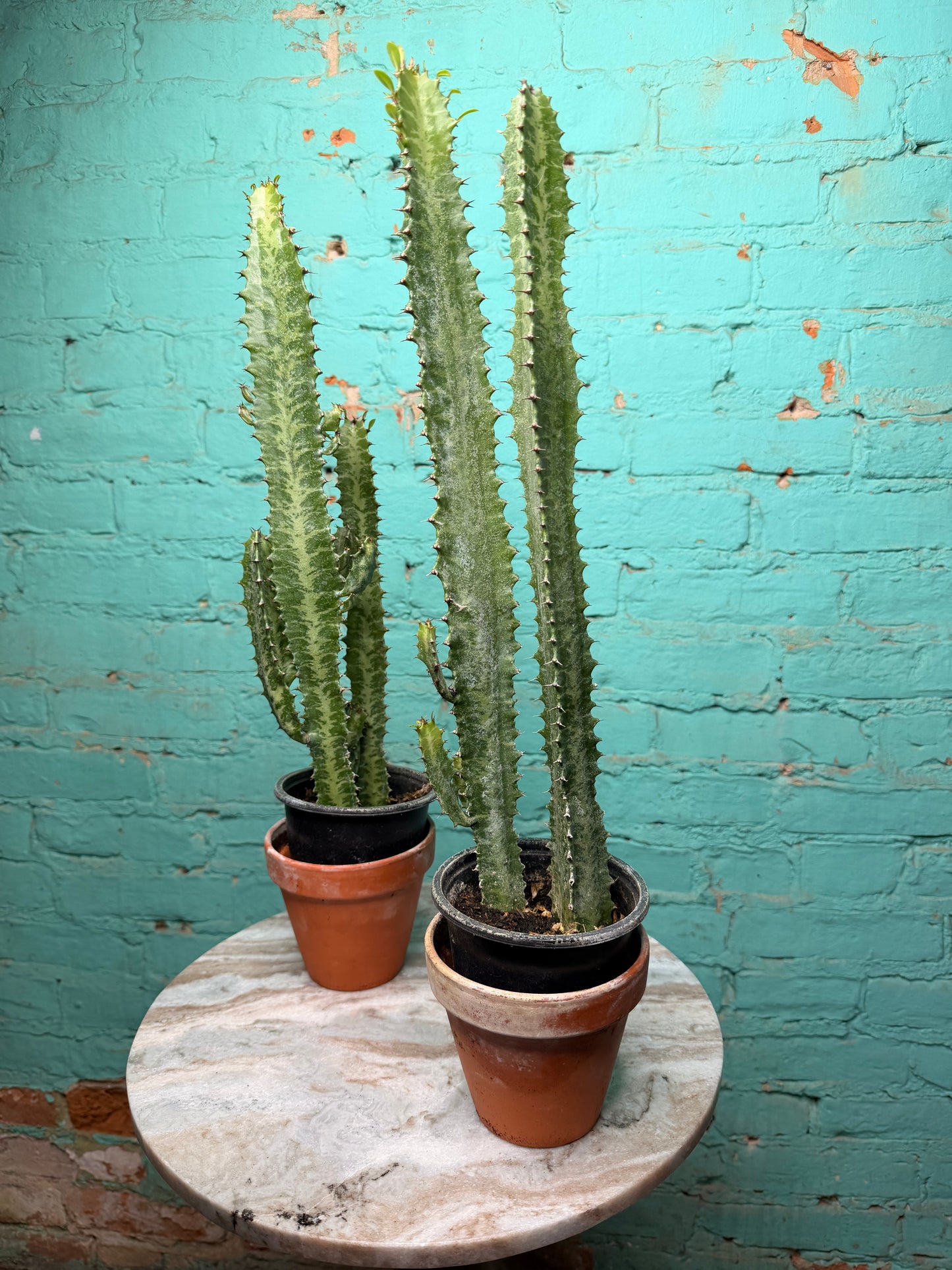 Euphorbia Trigonia green 4”
