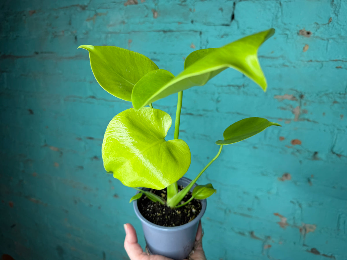 Monstera Deliciosa ‘Lemon Lime’ 
4”