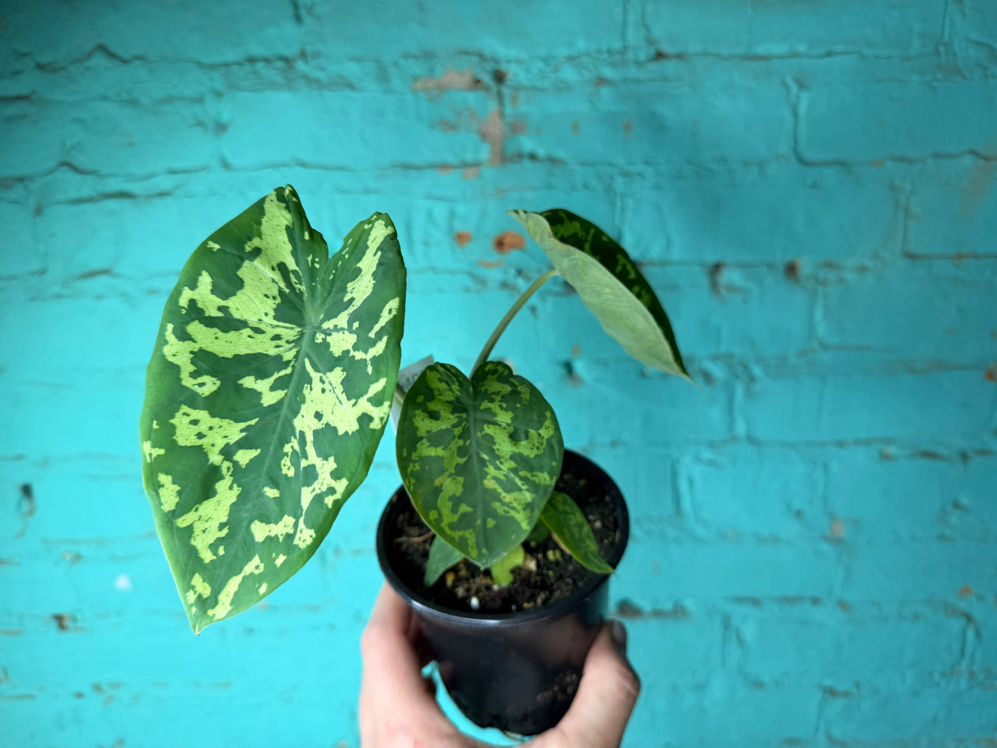 Alocasia Hilo Beauty 4”