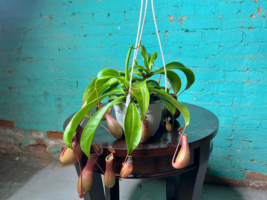 Nepenthes Pitcher Plant 6 “