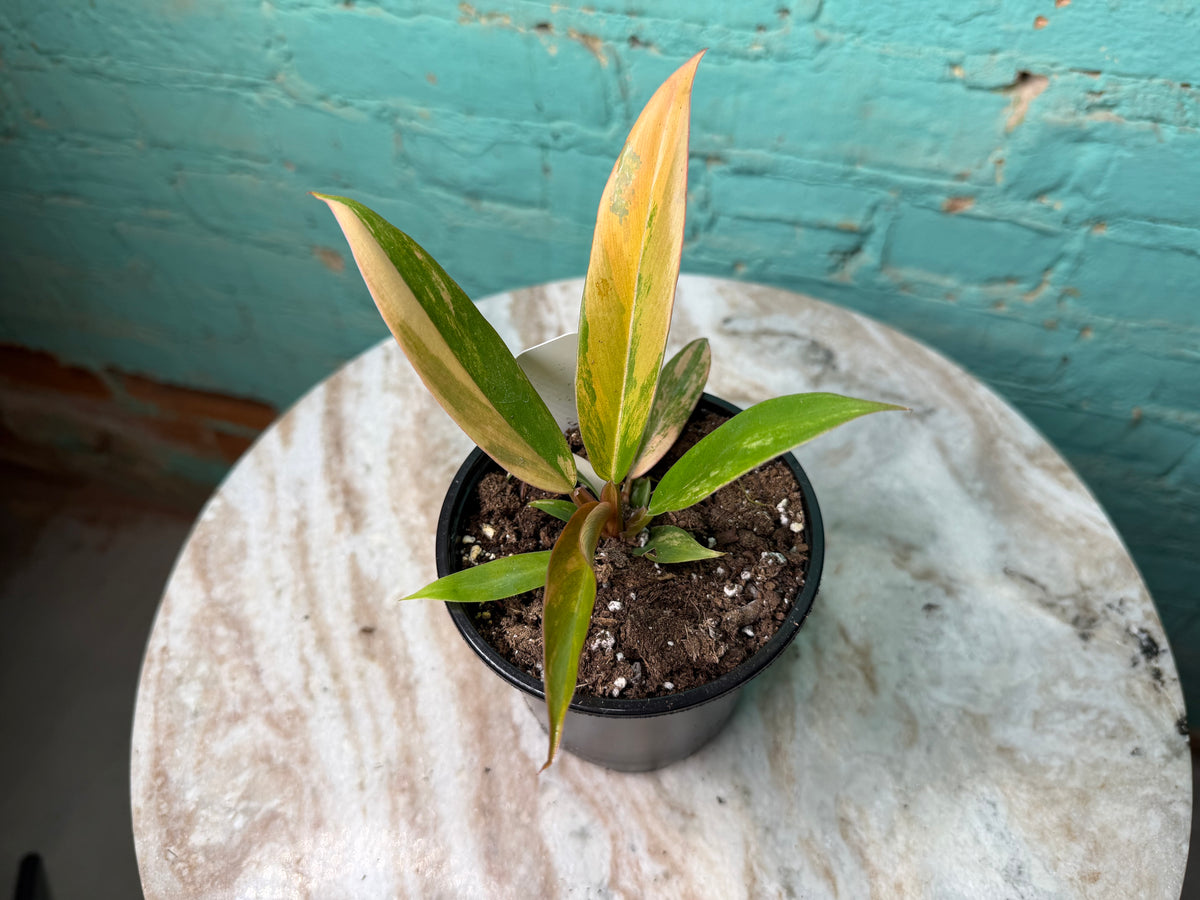 Philodendron Carmel Marble 4”