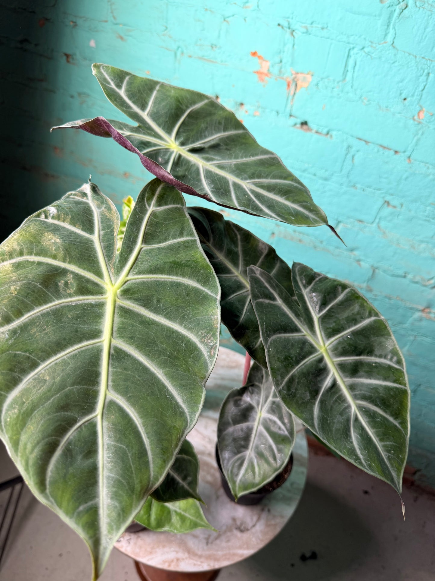 Alocasia Morocco (Pink Dragon) 4”