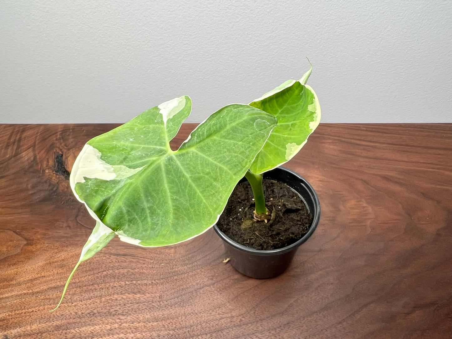 Alocasia-Mickey Mouse