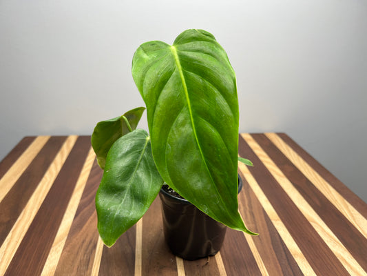 Philodendron esmeralden