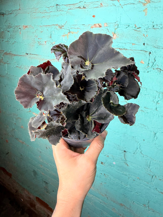 Begonia Rex “Zanzibar” 4”