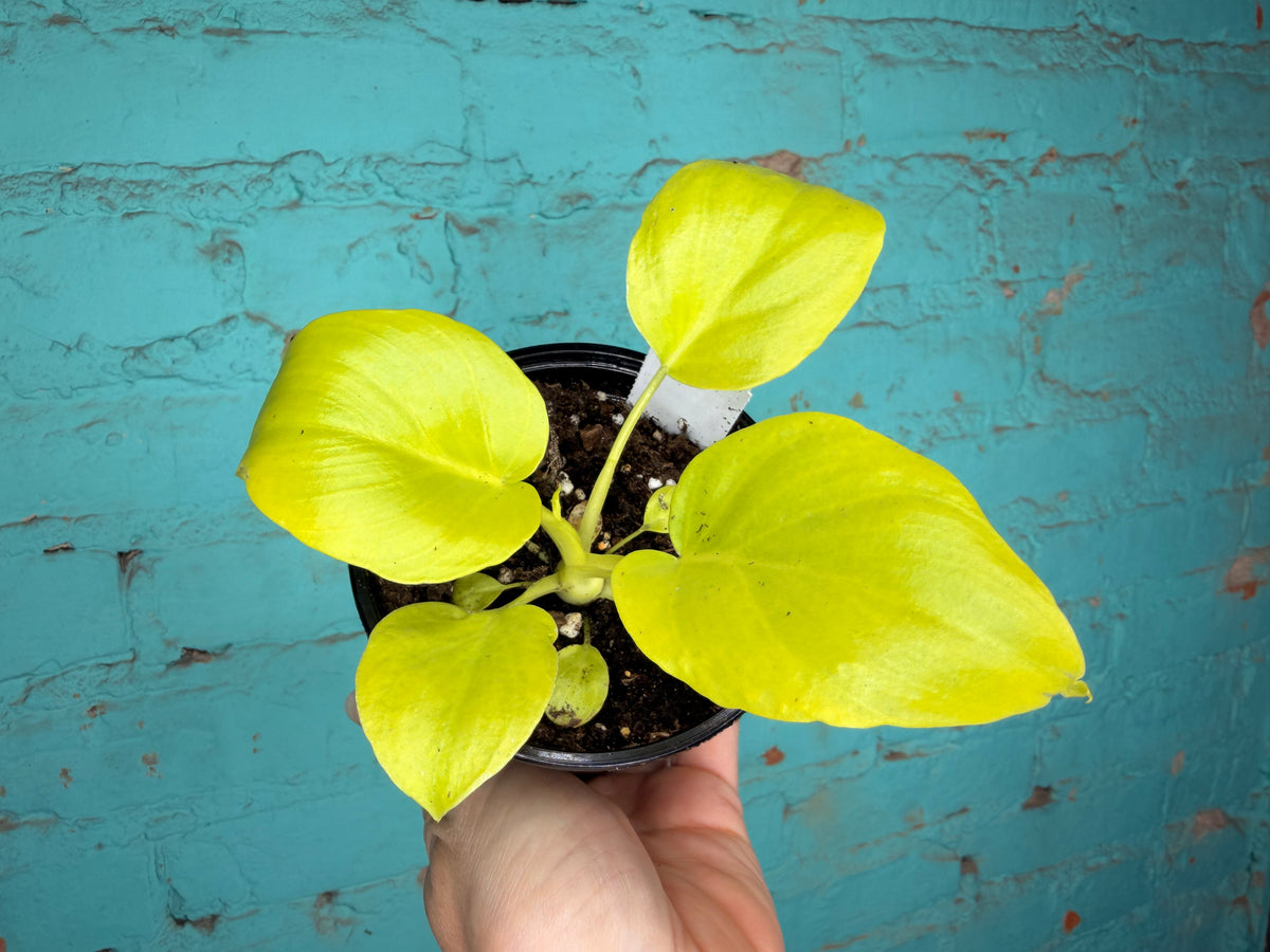 Philodendron Warszewiczii 4” ‘Snowflake Leaf’