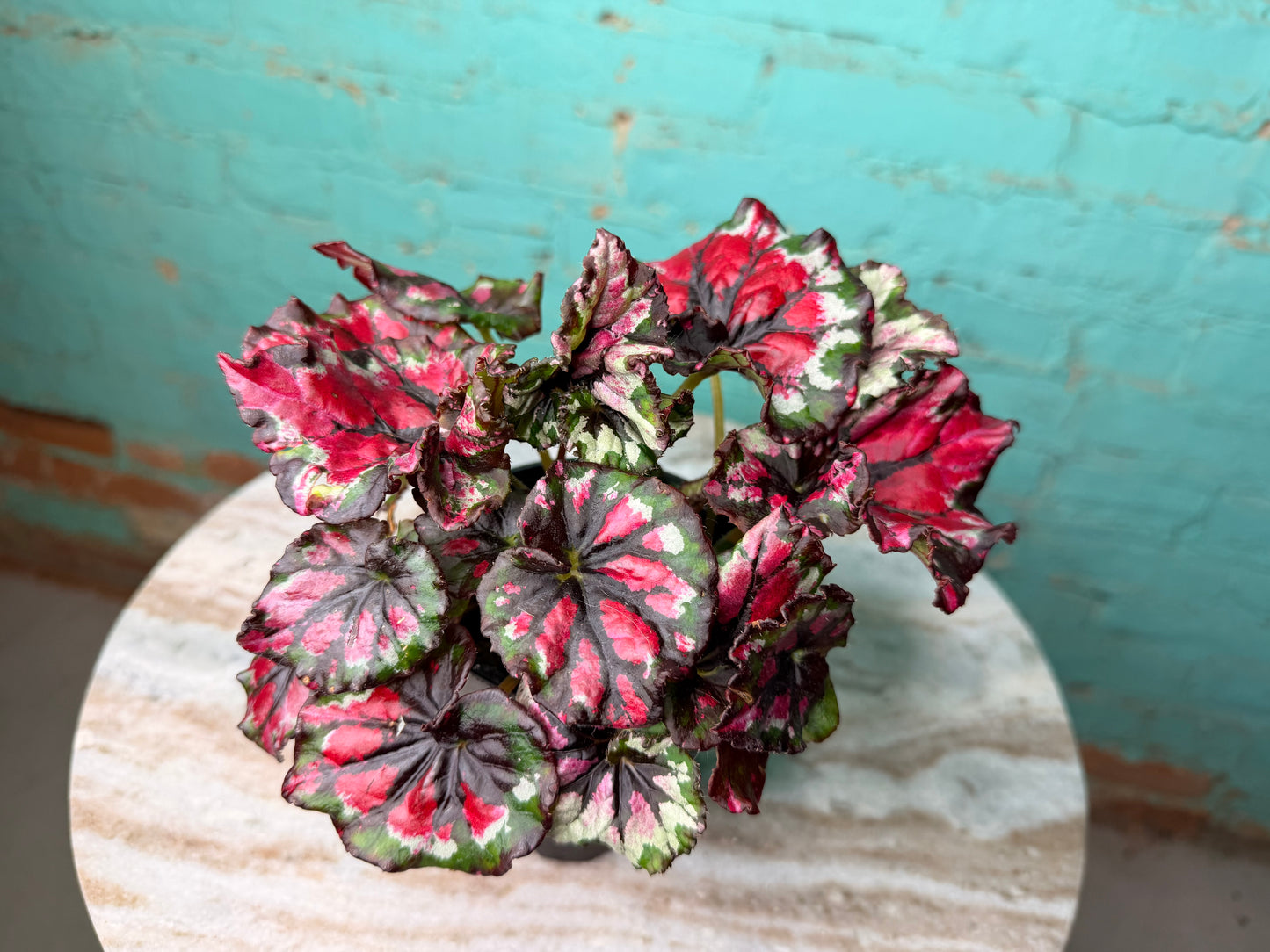 Begonia Rex ‘Mafia’ 4”