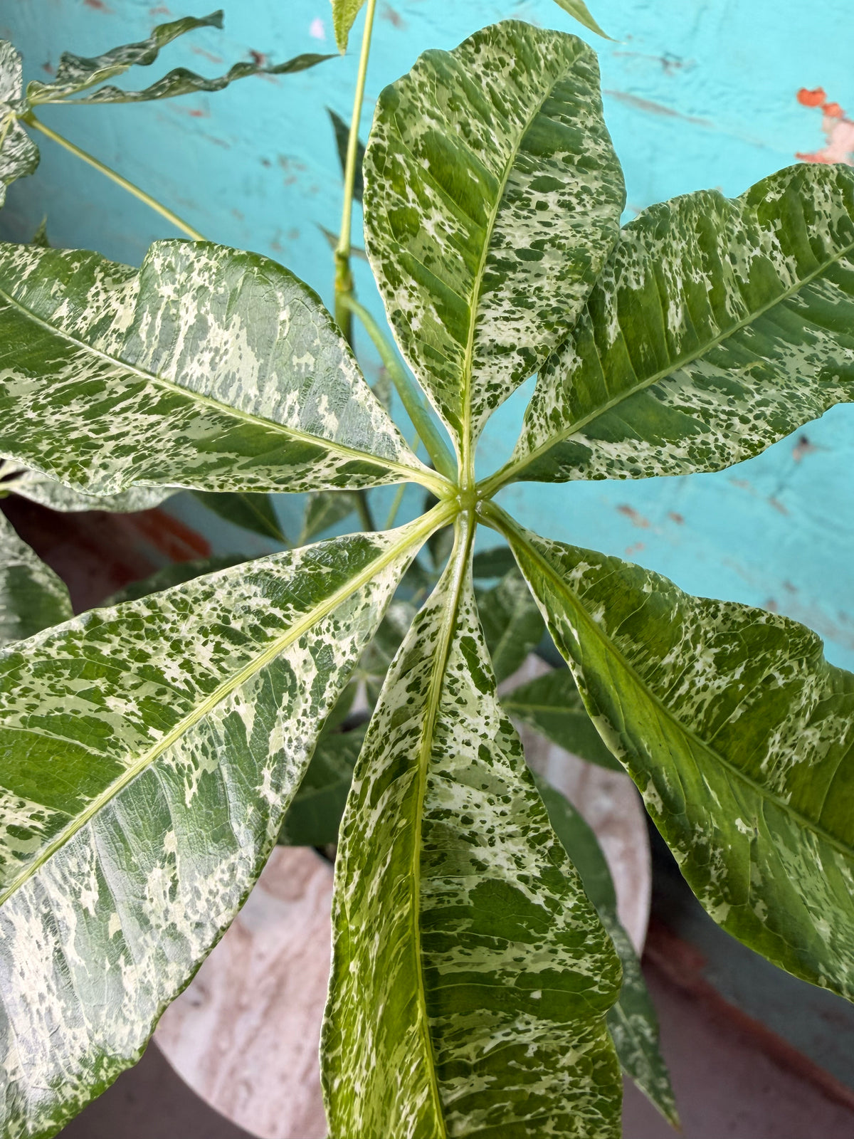 Money Tree Variegated 4”