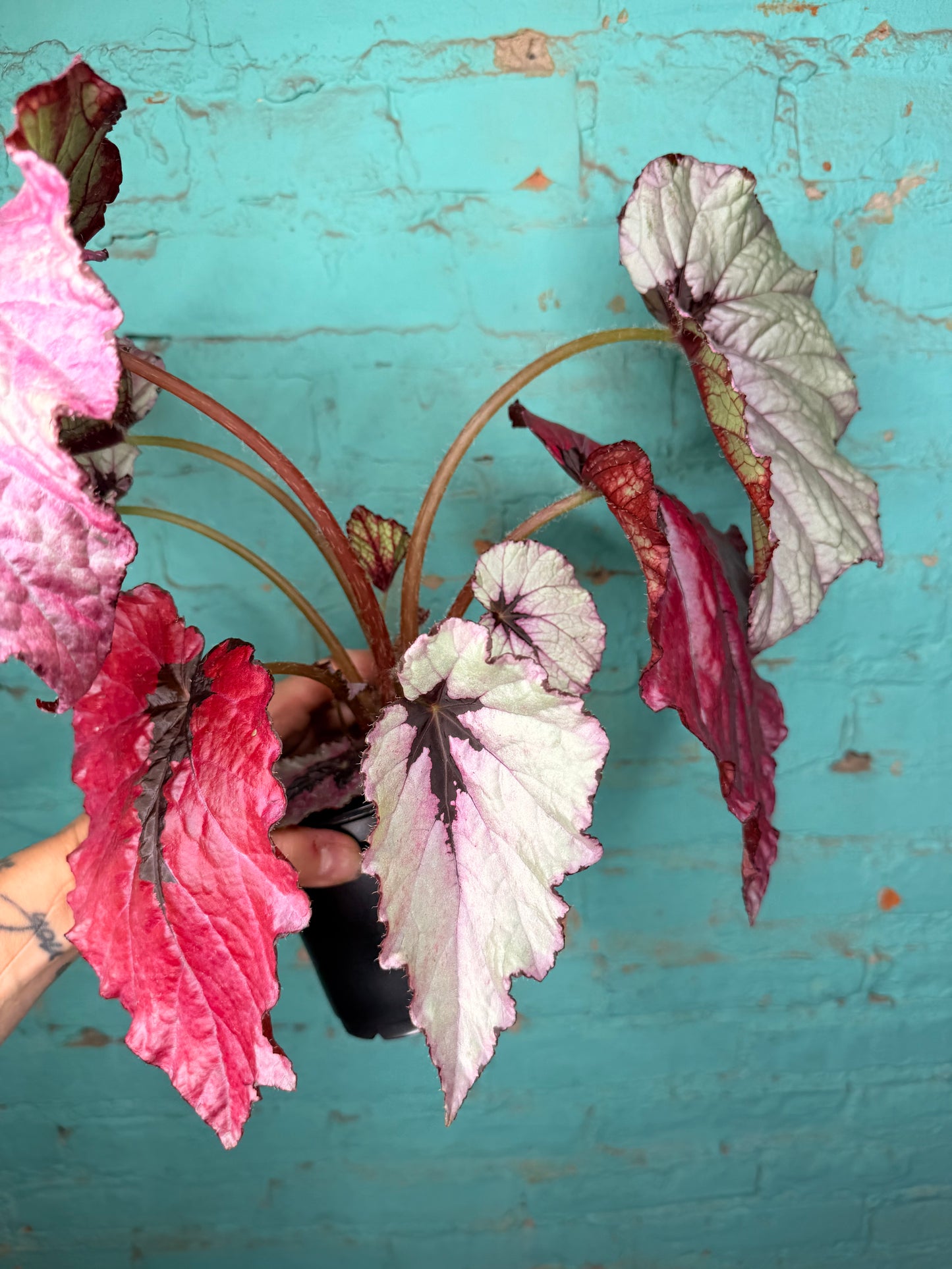 Begonia T-Rex ‘Ruby Slipper’