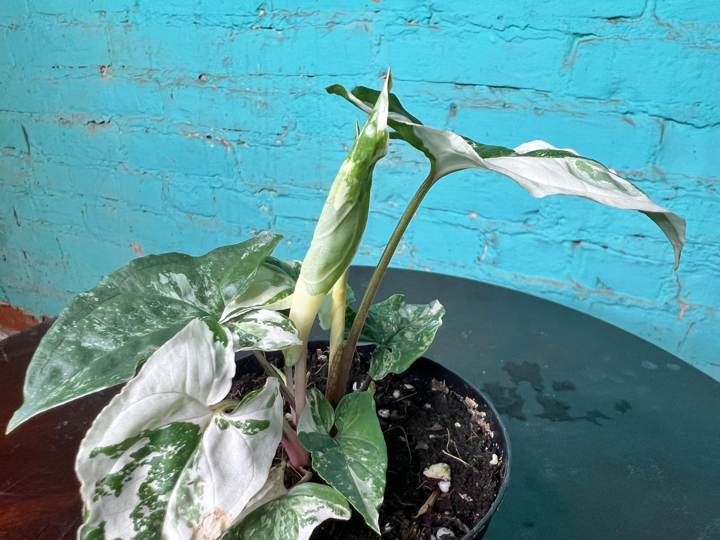 Syngonium Albo