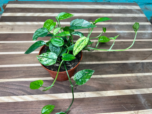 Cebu Blue variegated Pothos 4”