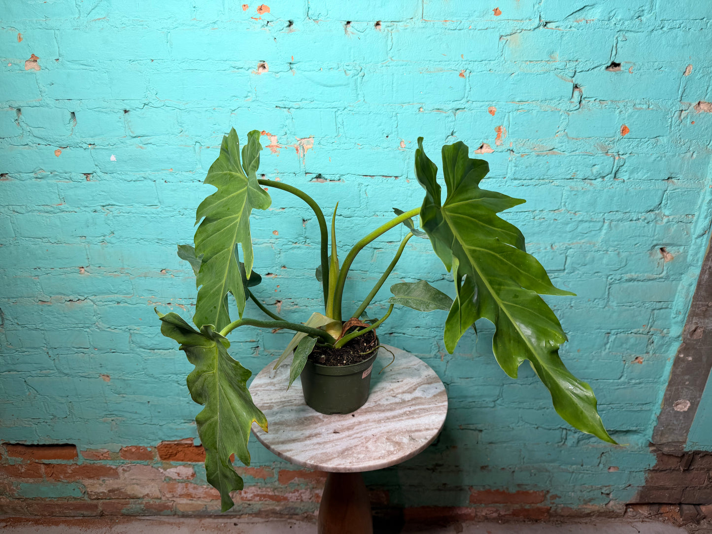 Philodendron Mayoi 6”