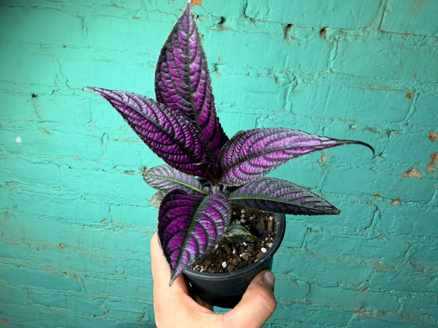 Persian Shield 4”