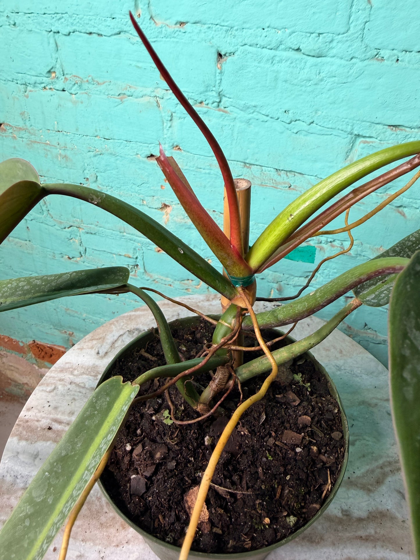 Philodendron Bicolor 6”