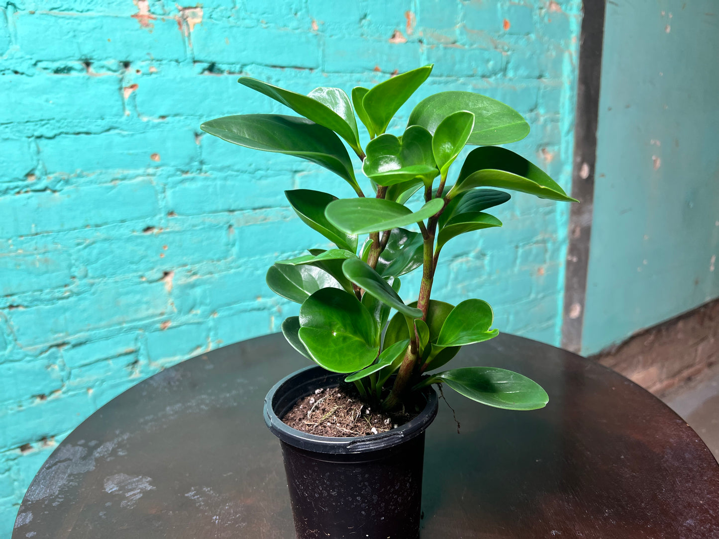 Peperomia- Spoonleaf