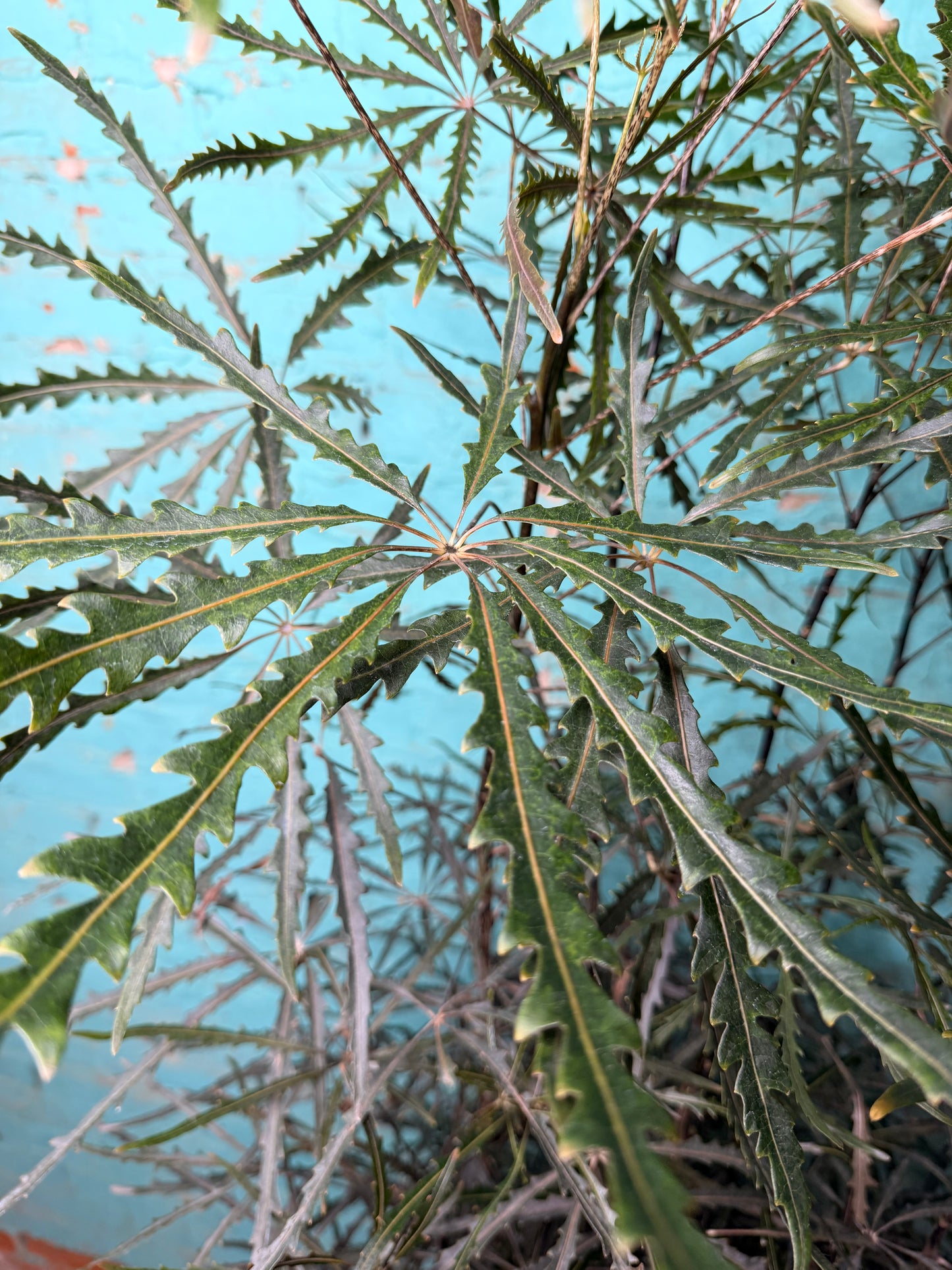 Aralia Elegantissima 10”